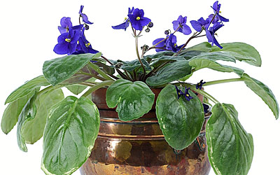 African Violet
