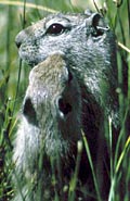 Animal Scents