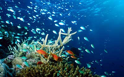 Undersea