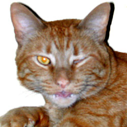 cat-health-problems.jpg