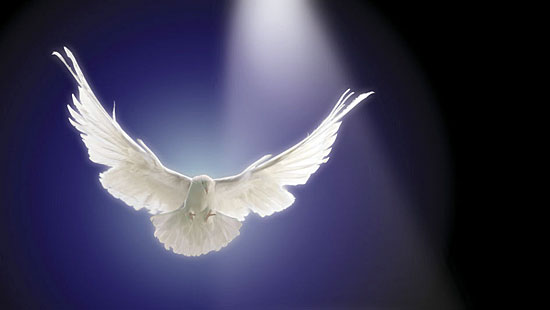 The Holy Dove