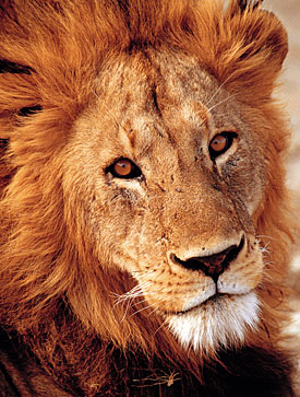 Head