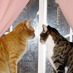 Cats