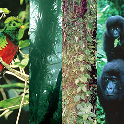 Cloud Forests