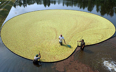 Cranberries