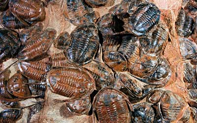 Fossils