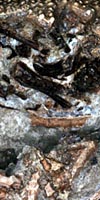 Dinosaur Egg Embryo Picture