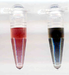 DNA Sorting of Carbon Nanotubes - Photo: Dupont