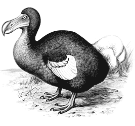 dodo birds