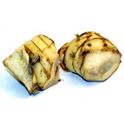 Galangal
