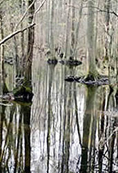 Great Dismal Swamp