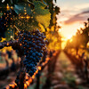 Vineyard Monitoring Robots