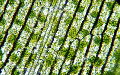 Microscopic