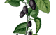 Linux Mulberry