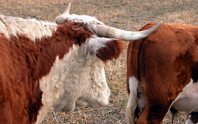 Livestock