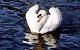 Swans