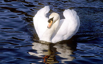 Swan