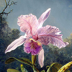 Orchid