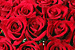 Organic Roses