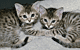 Cloned Cats