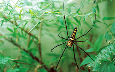 Spiders