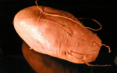 Sweet Potato