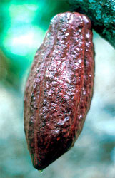 Source of Chocolate