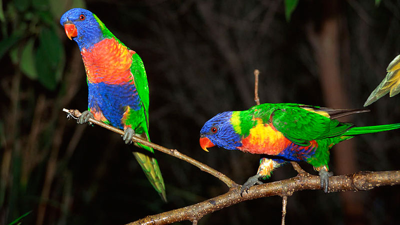 Australia-birds.jpg