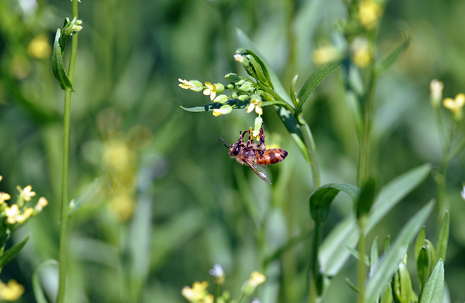 Camelina.jpg