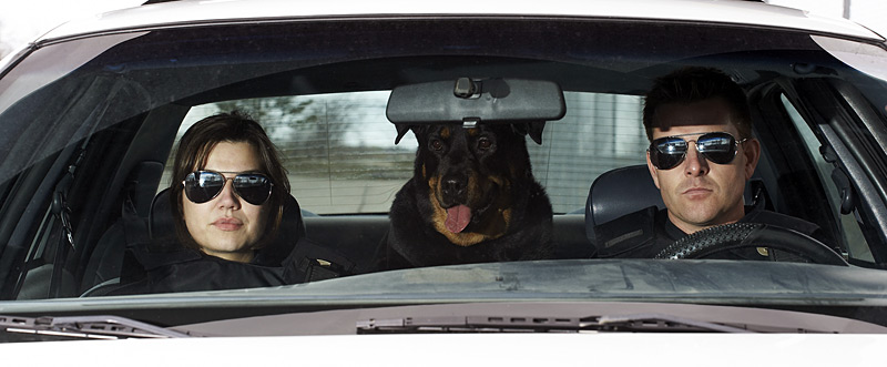 Dog-in-car.jpg