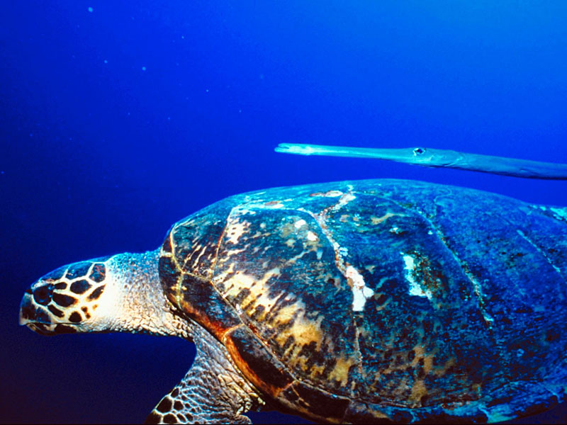 Sea-turtle.jpg