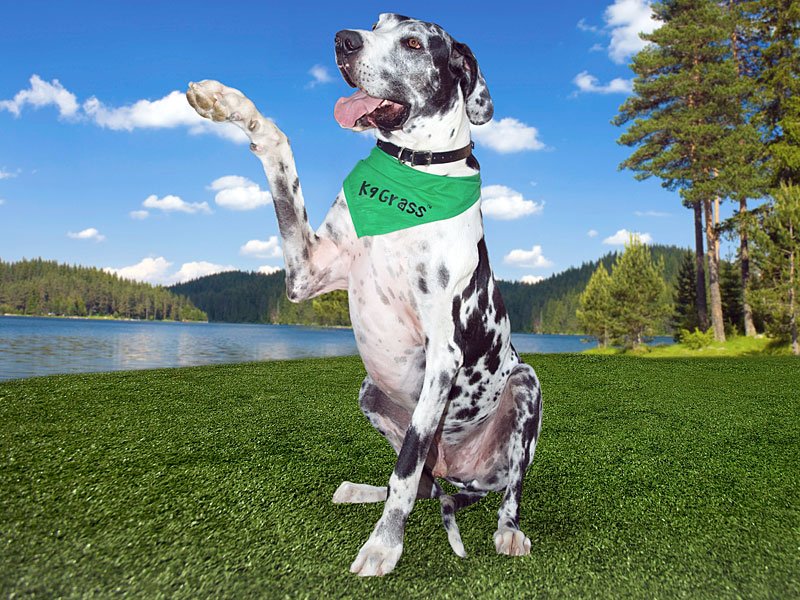 Worlds-tallest-dog.jpg